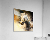 Horse  Acrylic Print